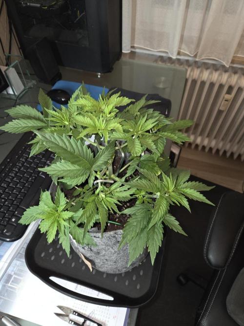Skywalker OG. Week 4