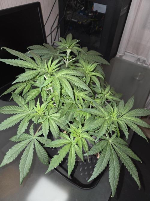 Afghani. Week 6