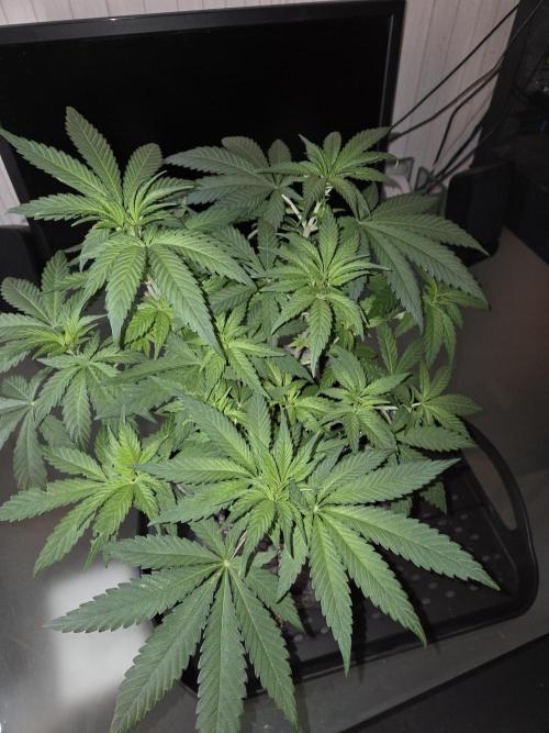 Afghani. Week 6