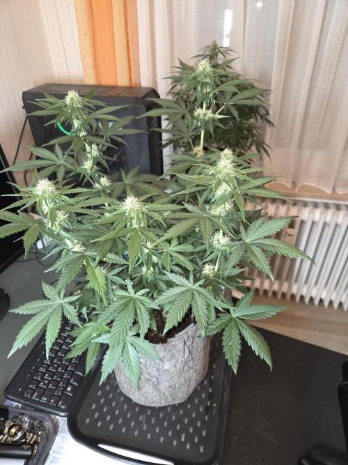 Gelato Mint. Week 6