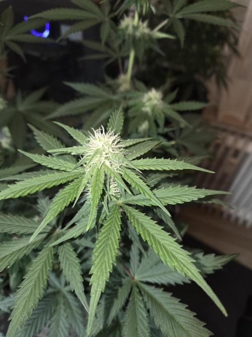 Gelato Mint. Week 6