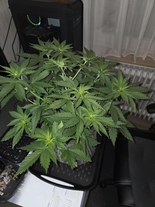 Skywalker OG. Week 5