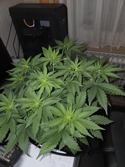 Skywalker OG. Week 5