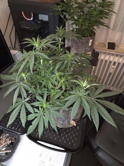 Afghani. Week 7