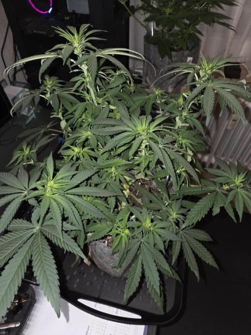 Afghani. Week 7