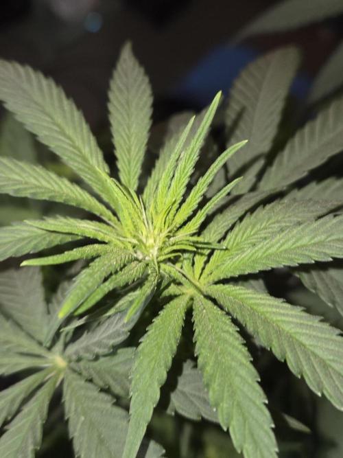 Afghani. Week 7