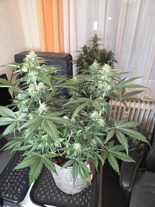 Gelato Mint. Week 7