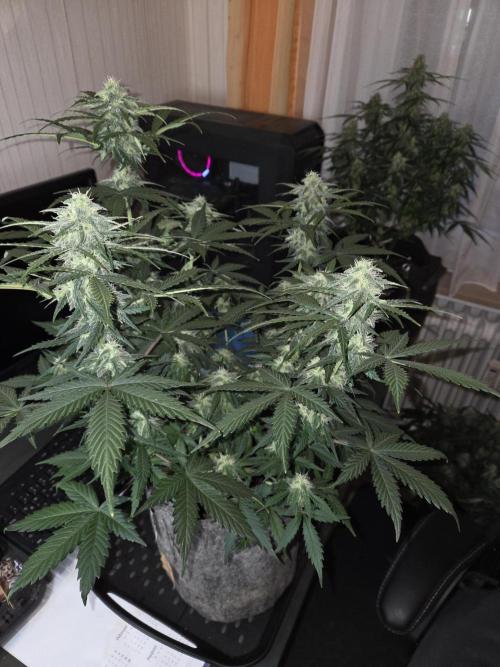 Gelato Mint. Week 7