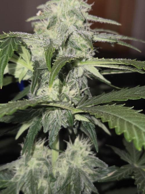 Gelato Mint. Week 7