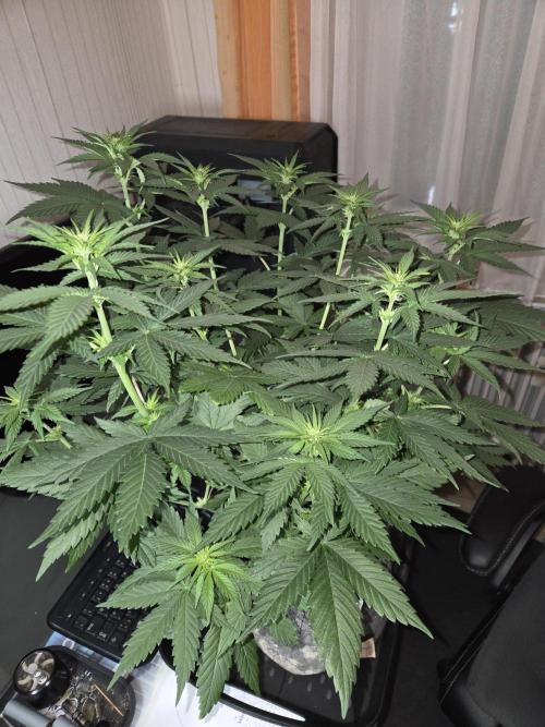 Skywalker OG. Week 6