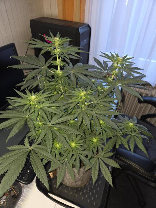 Afghani. Week 8
