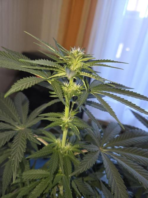 Afghani. Week 8