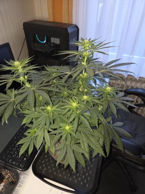 Afghani. Week 8