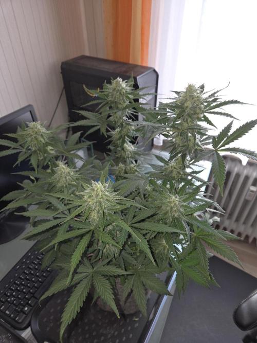Gelato Mint. Week 8