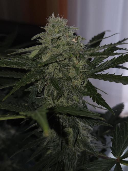 Gelato Mint. Week 8