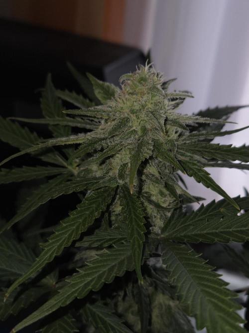 Gelato Mint. Week 8