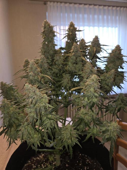 Milky Way F1. Week 11