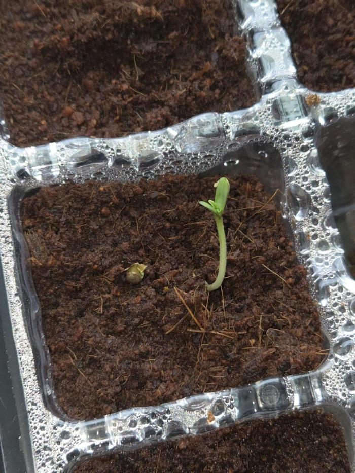 Special Queen Auto. Week 0