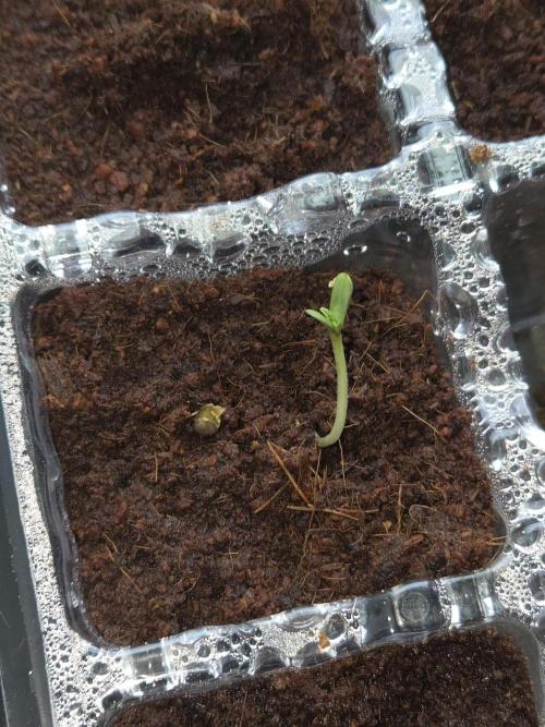 Special Queen Auto 1. Week 0