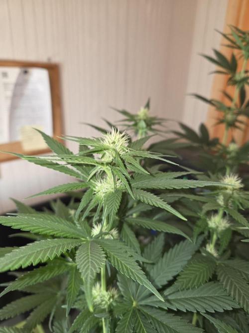 Skywalker OG. Week 7