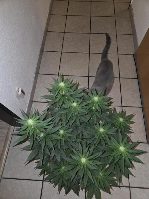 Skywalker OG. Week 7
