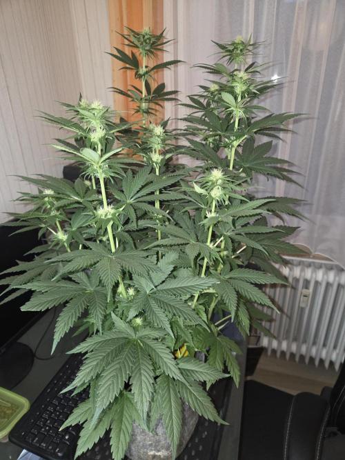 Skywalker OG. Week 7