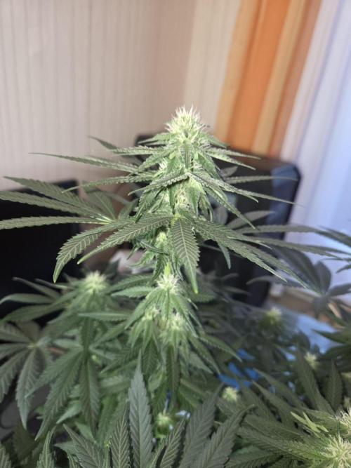 Afghani. Week 9