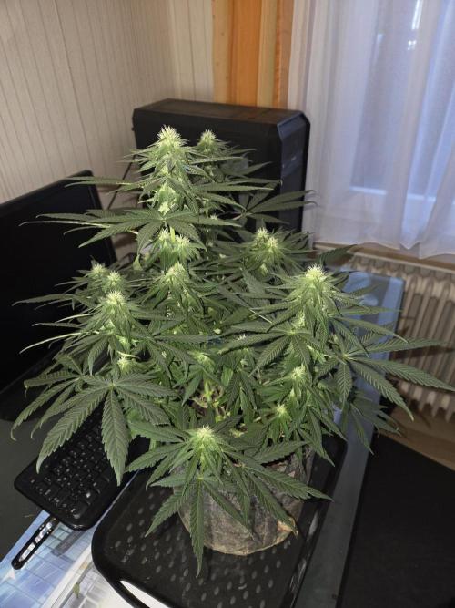 Afghani. Week 9