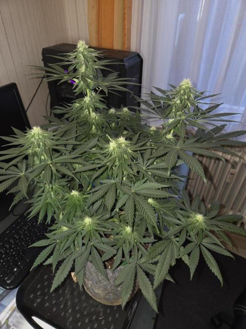 Afghani. Week 9
