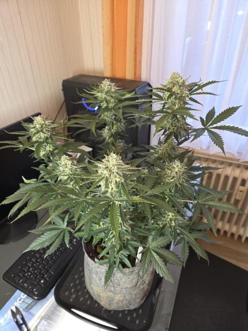 Gelato Mint. Week 9