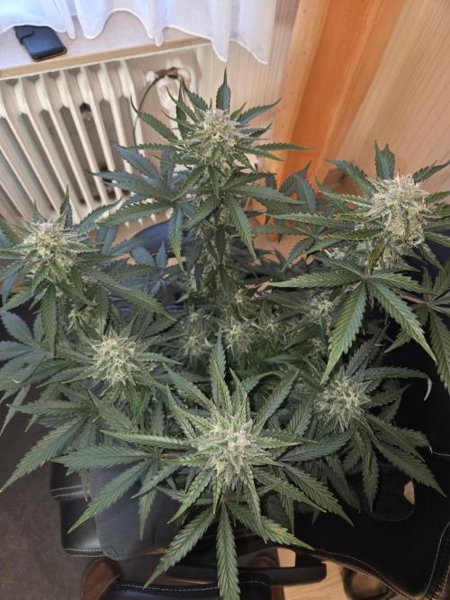 Gelato Mint. Week 9