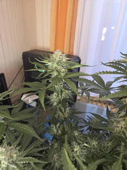 Gelato Mint. Week 9