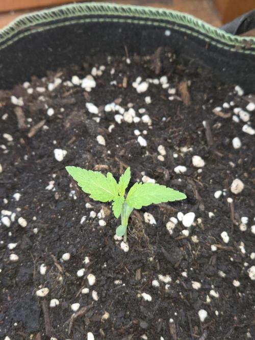 Special Queen Auto. Week 1