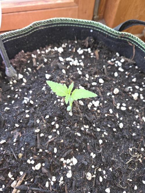 Special Queen Auto. Week 1