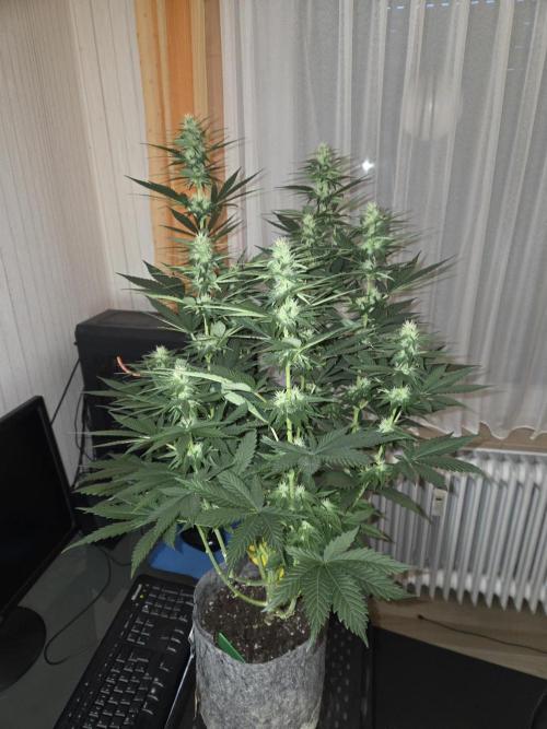 Skywalker OG. Week 8
