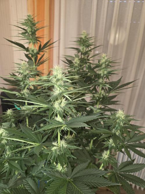 Skywalker OG. Week 8