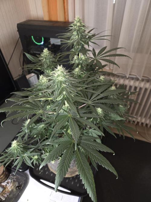 Afghani. Week 10