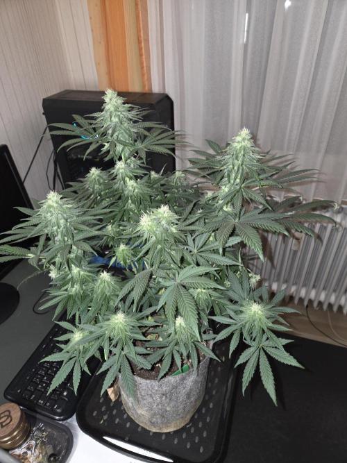 Afghani. Week 10