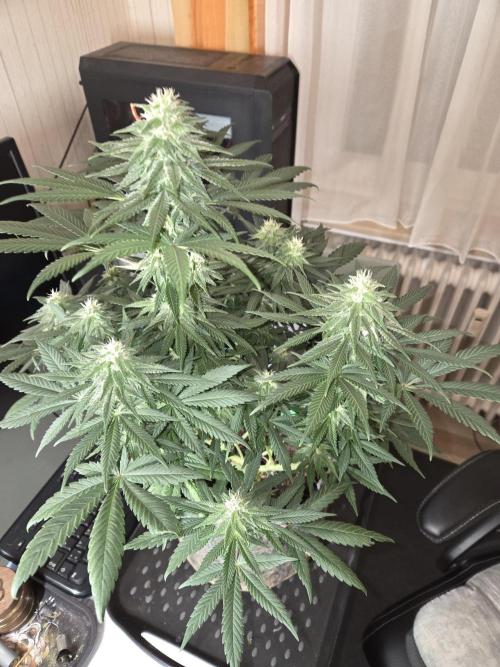 Afghani. Week 10