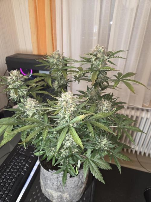 Gelato Mint. Week 10