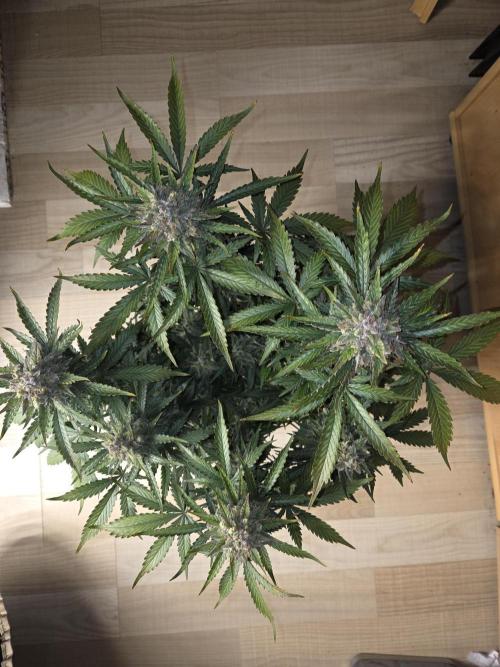 Gelato Mint. Week 10