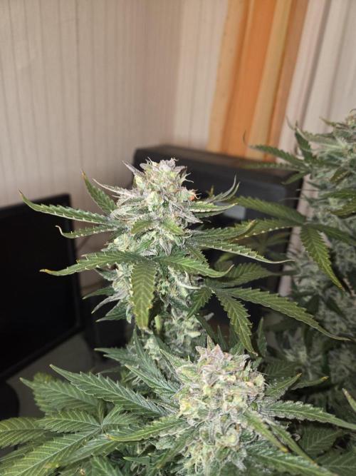 Gelato Mint. Week 10