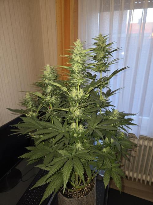 Skywalker OG. Week 9