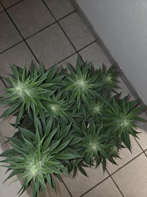Skywalker OG. Week 9