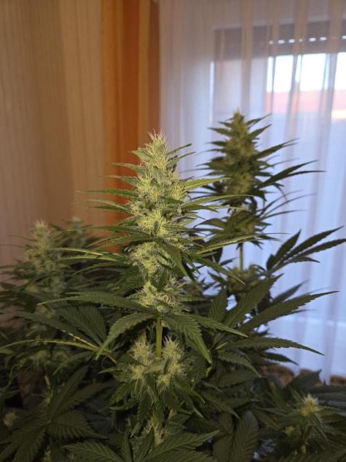 Skywalker OG. Week 9