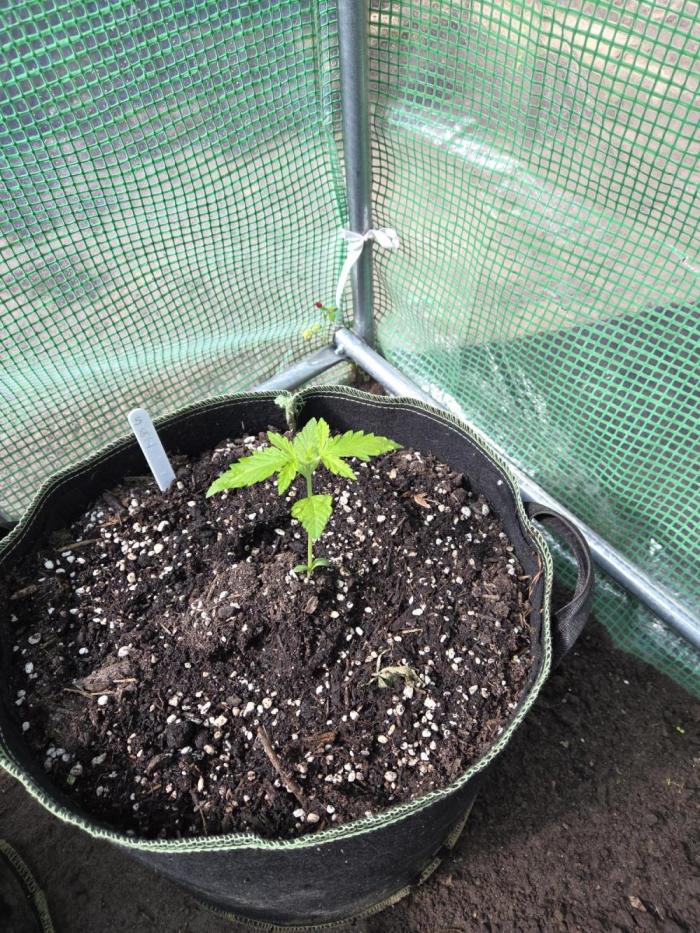 Special Queen Auto. Week 2