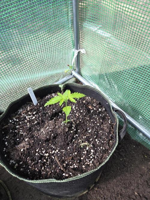 Special Queen Auto 1. Week 2