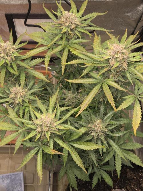 Gelato Mint. Week 10