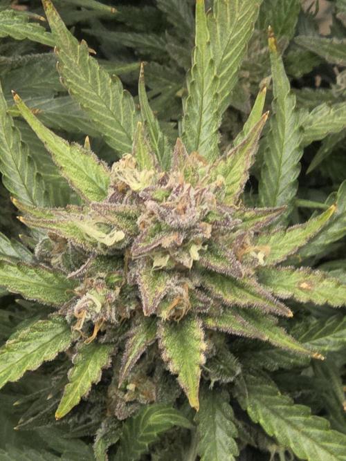 Gelato Mint. Week 10