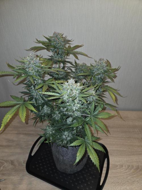 Gelato Mint. Week 11 - Vor Trimm